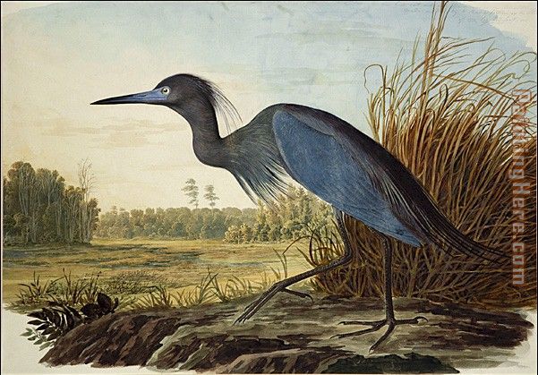 Little Blue Heron painting - John James Audubon Little Blue Heron art painting